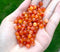red yellow jade, 6mm, round, glossy, approx. 66 beads, candy jade, jade beads,